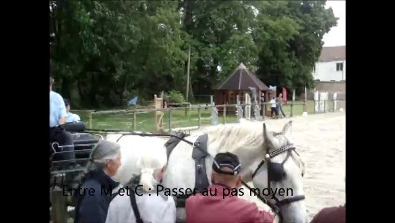 DressageAtteléM
