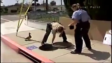 Amazing Video - Police Officer Helps Crying Mother Duck In The City!