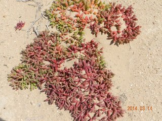 (maroc 2014) AGLOU -PLAGE BLANCHE - GULMIN