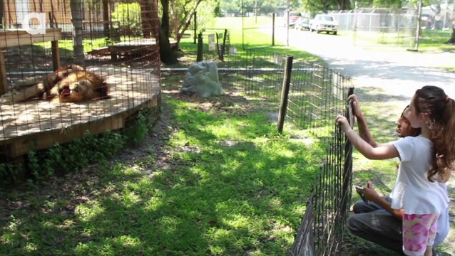 I Don't Want a Pet Tiger!