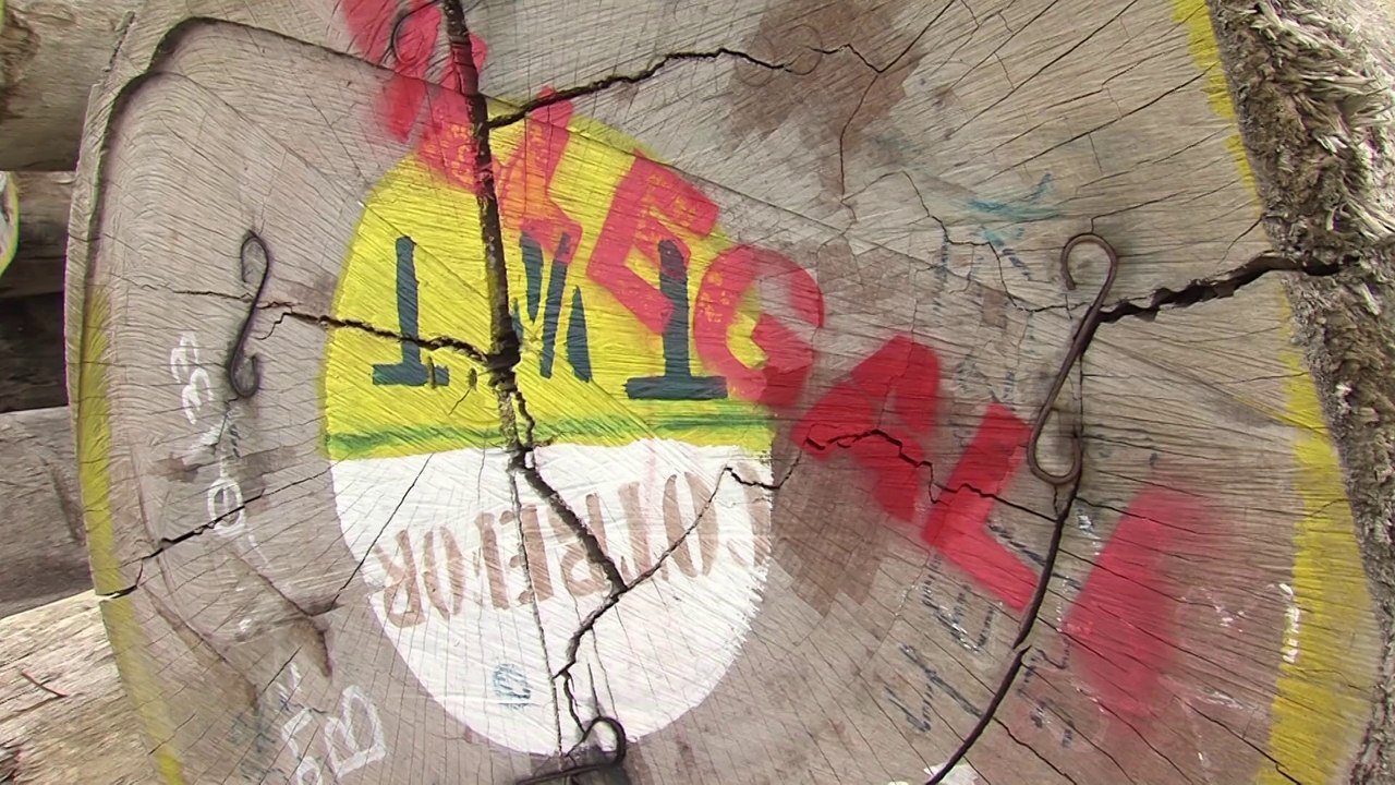 Célà tv Le JT - Le commerce de bois illégal visé par Greenpeace