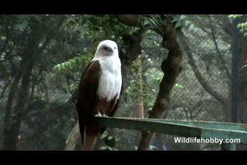 Eagle You Beauty