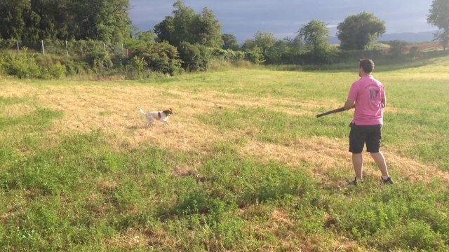 SETTER ANGLAIS IRIS DU MAS DES VERNETS ARRET SUR CAILLE