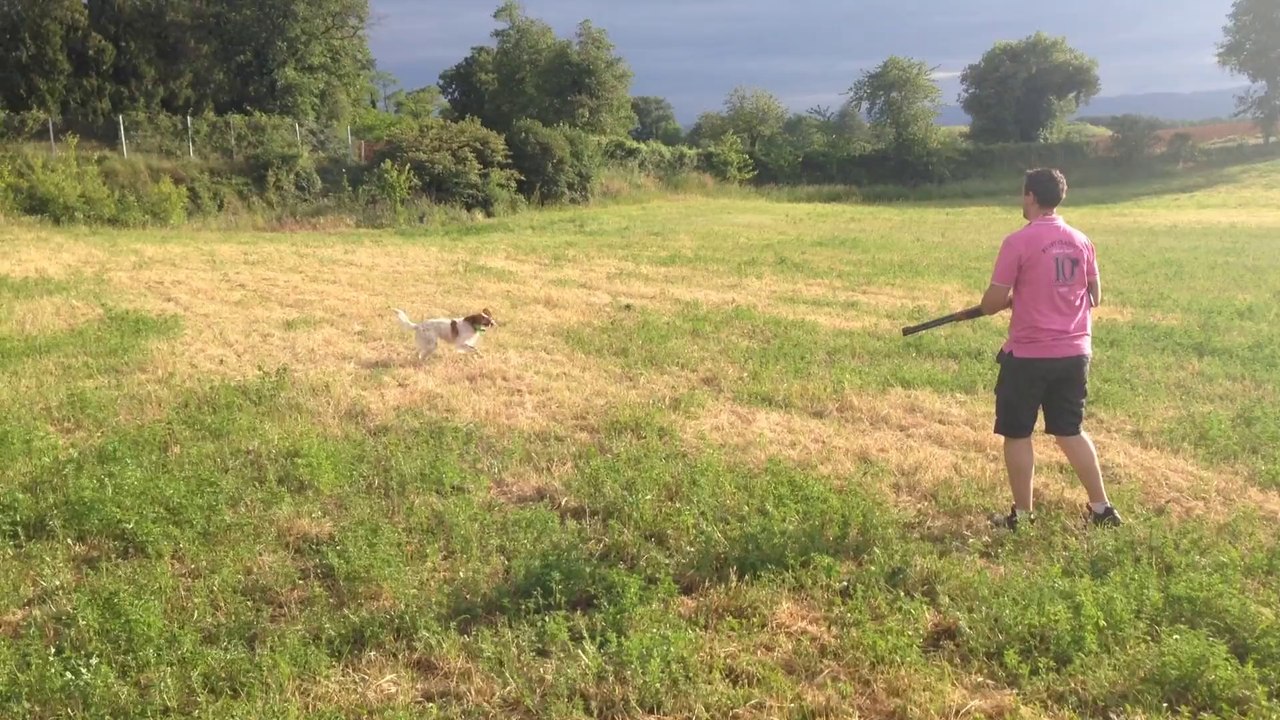 SETTER ANGLAIS IRIS DU MAS DES VERNETS ARRET SUR CAILLE