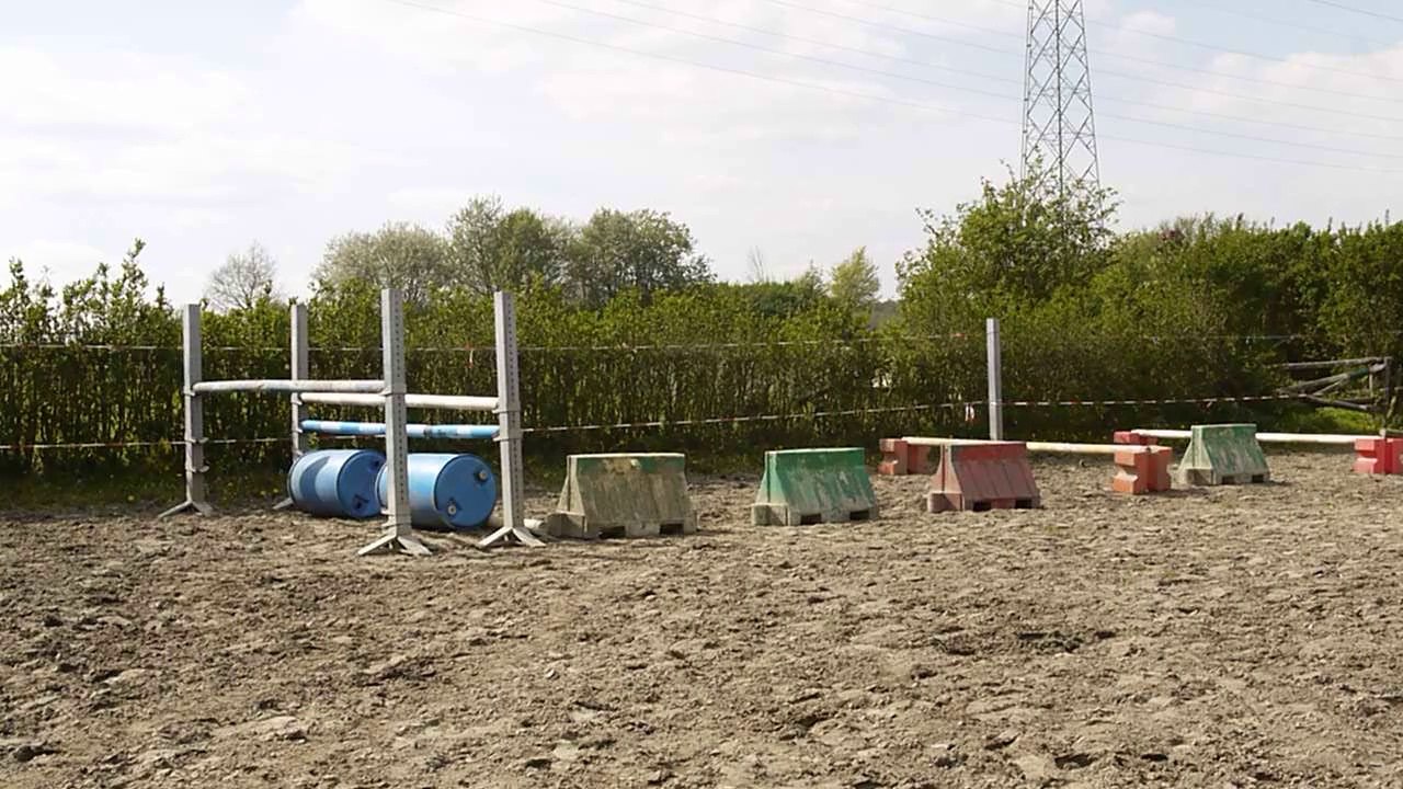 Lord william mâle BWP 3 ans par Edjaz van't Merelsnest (Nabab de rêve x Darco) A vendre top CSO ou CCE