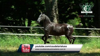 Cavalo Lusitano - Ipanema da Boa Nova - Coudelaria Lusobrasileira