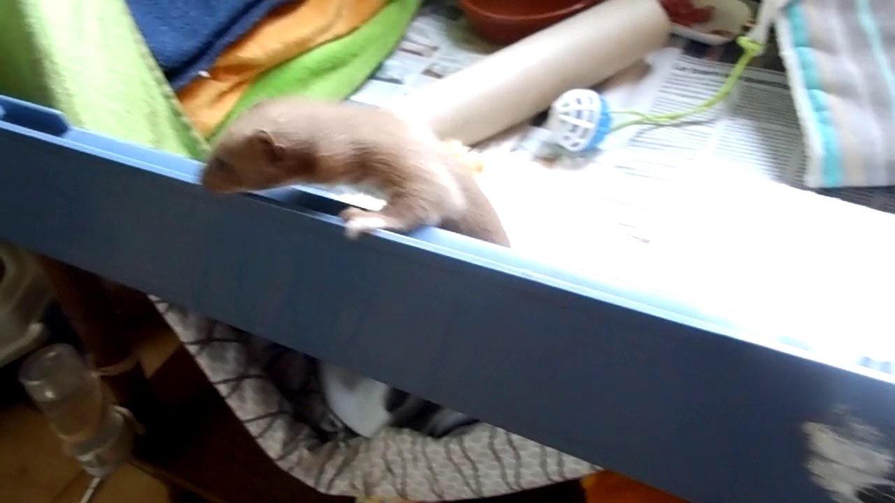 Teepi la belette !