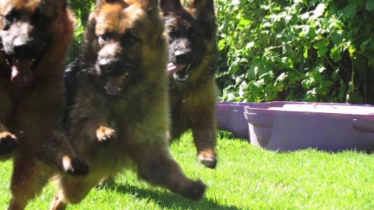 Humour Berger Allemand