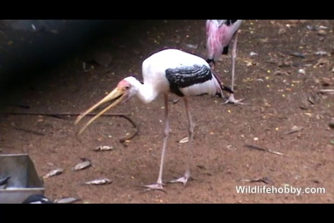 Bird eats fish