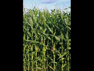 MAKAI (MAIZE) KA SILAGE BANAIN DR.ASHRAF SAHIBZADA