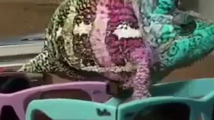 must watch how changing chameleon color.
