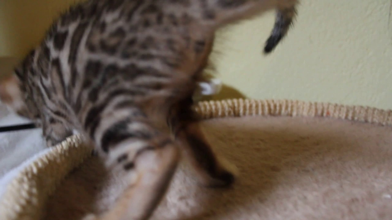 Hypnotic'Bengal Jaïpur