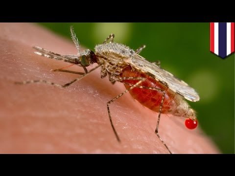 Thailand researchers discover new anti-malaria drug