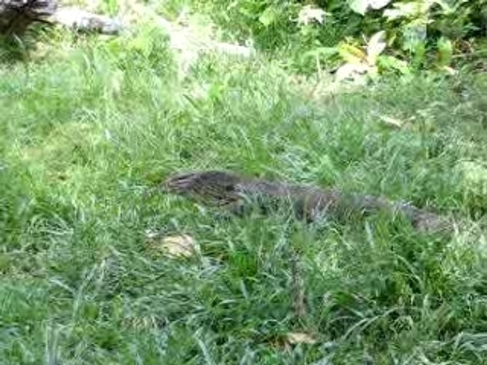 Krabi Hong Island  le King Geko