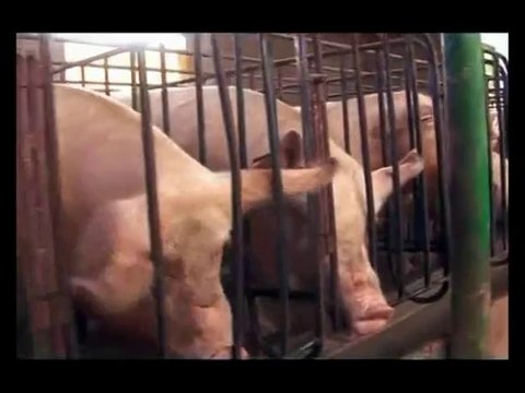 Alerta sanitaria por brotes del mortal virus de la diarrea epidemia porcina en México