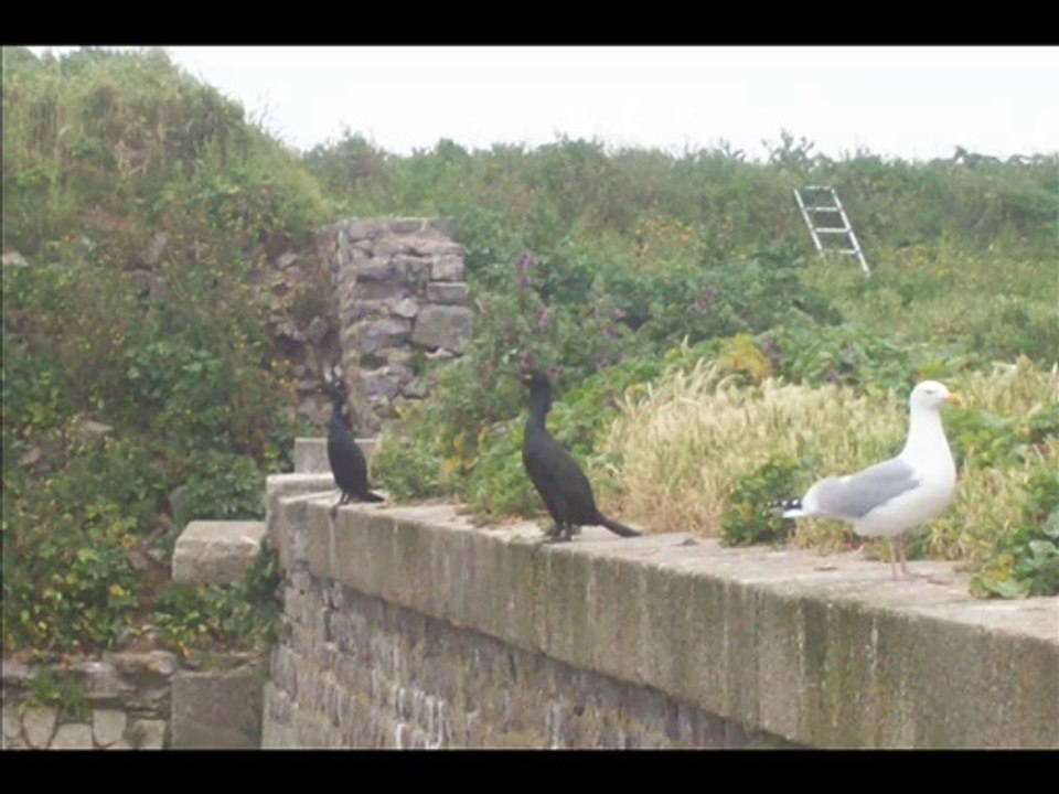 Radio HAG' FM - Les iles Saint-Marcouf