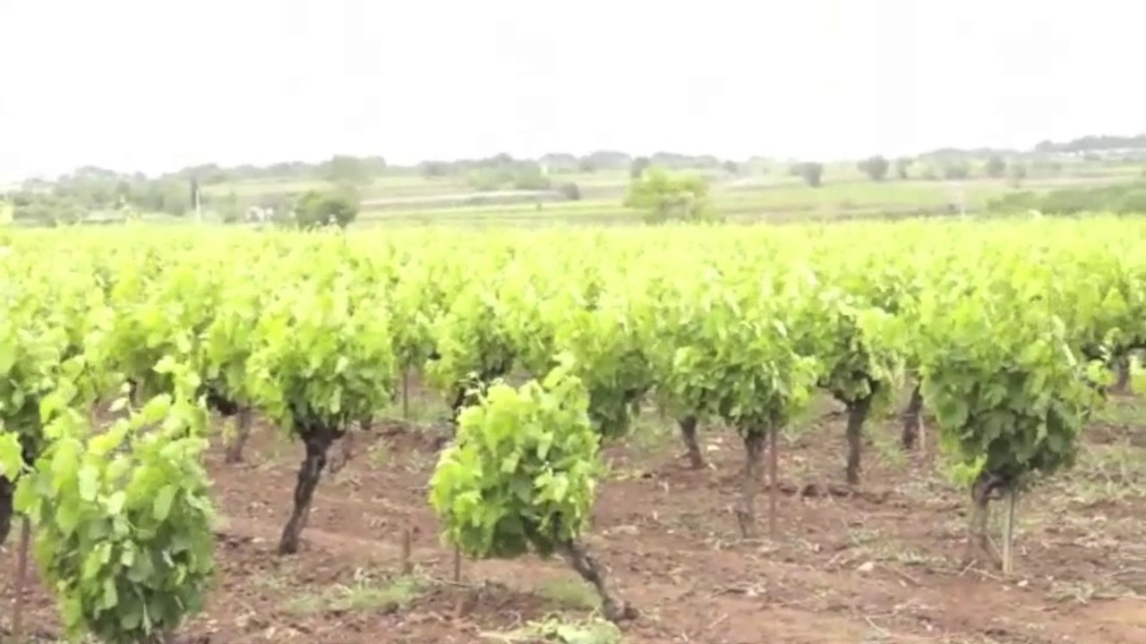 J-L Mélenchon à la rencontre des viticulteurs