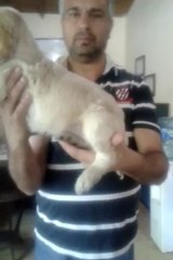 cocker yavrusu satılık 0534.467.69.79