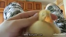 Çok Sevimli Bir Ördek Yavrusu