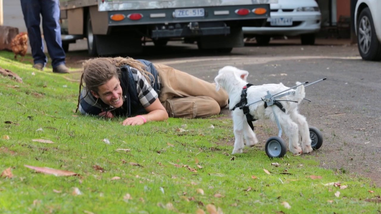Petite chèvre handicapée trop mignonne. Petites roues sur les pattes arrières!