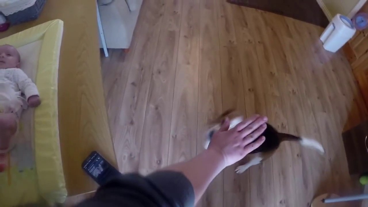 Un chien aide sa maîtresse à changer la couche de son bébé!