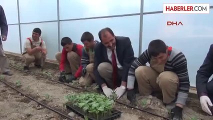 Engelli Öğrenciler Serada Sebze Yetiştirecek