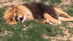 Lion Roars During Sleep Thanks to Wild Dreams