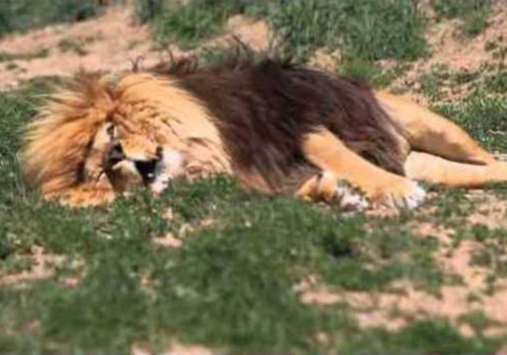 Lion Roars During Sleep Thanks to Wild Dreams
