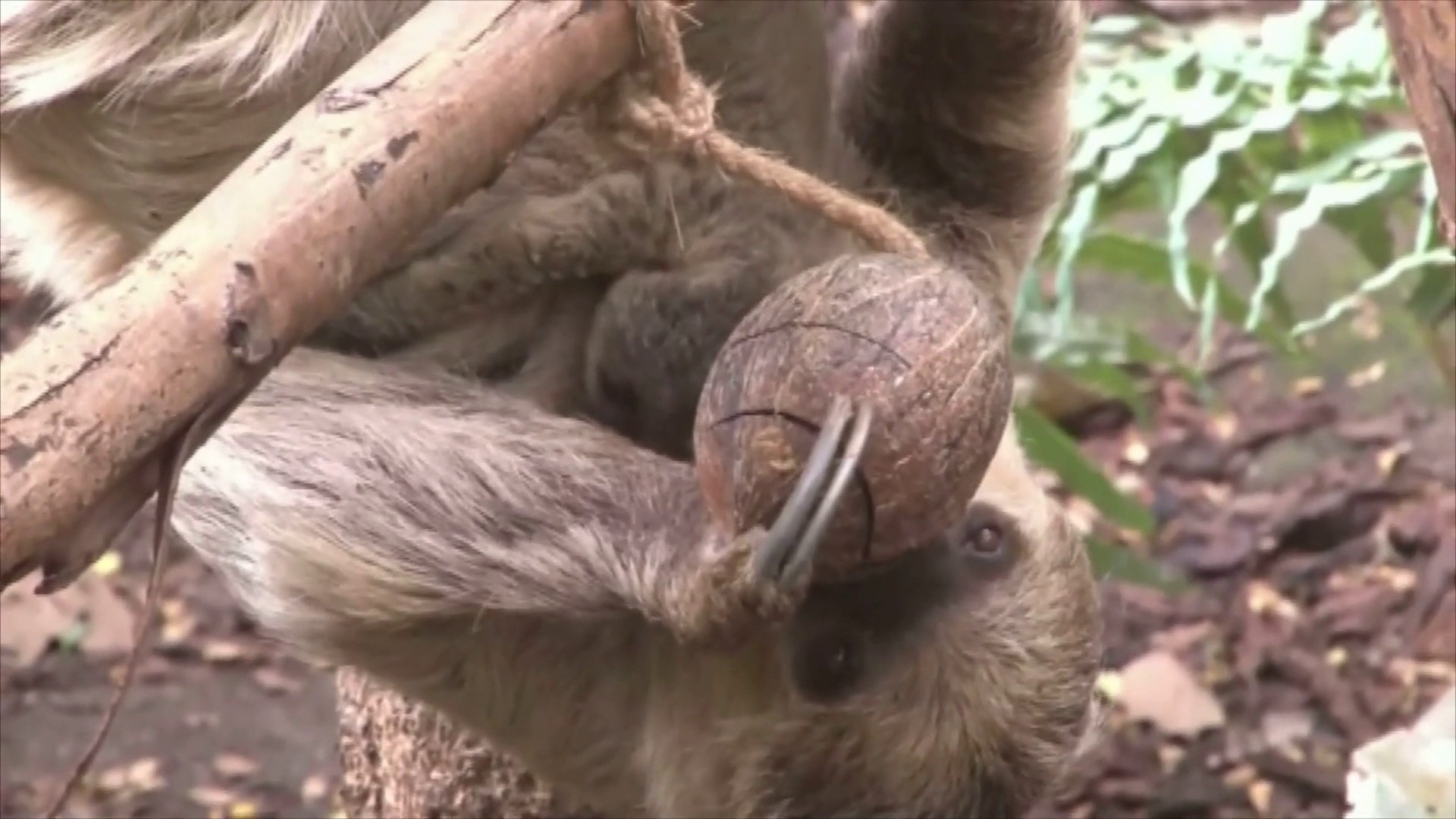 Rare Naissance D Un Paresseux Dans Un Zoo A Londres Video Dailymotion