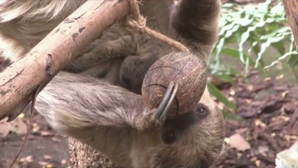 Rare naissance d'un paresseux dans un zoo à Londres