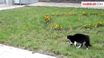 Köpeğin gururuyla oynayan kedi