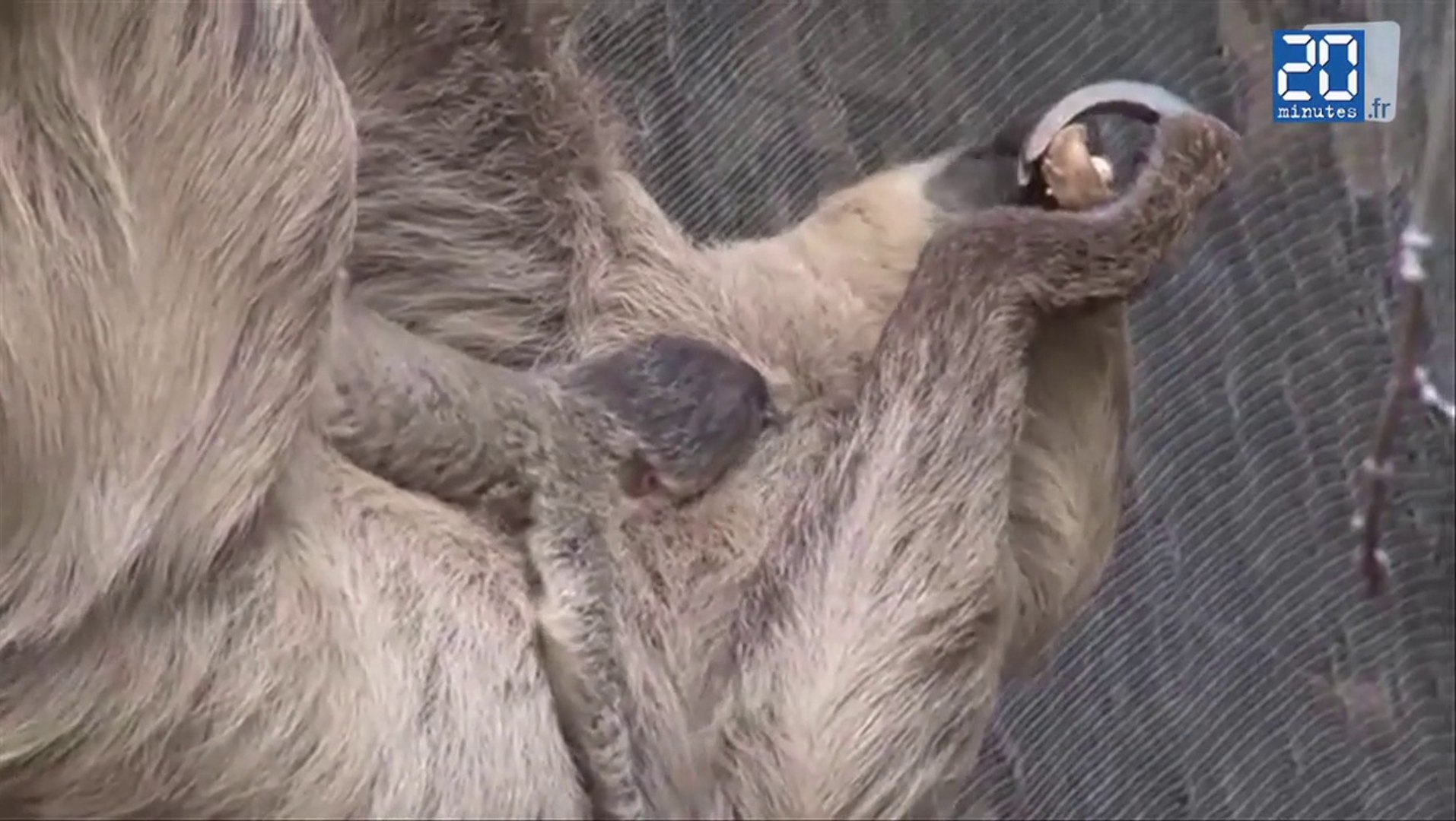 Un Bebe Paresseux Voit Le Jour Au Zoo De Londres Video Dailymotion