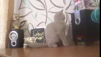 kedi bass yakalamaya çalışıyor