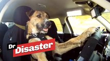 Le premier chien sur terre qui conduit une voiture / Dr Disaster