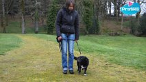 Comment apprendre à votre chien à marcher au pied