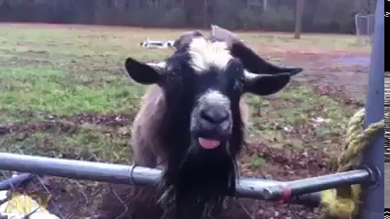 ✔ This goat has got a message for you!!! ✔