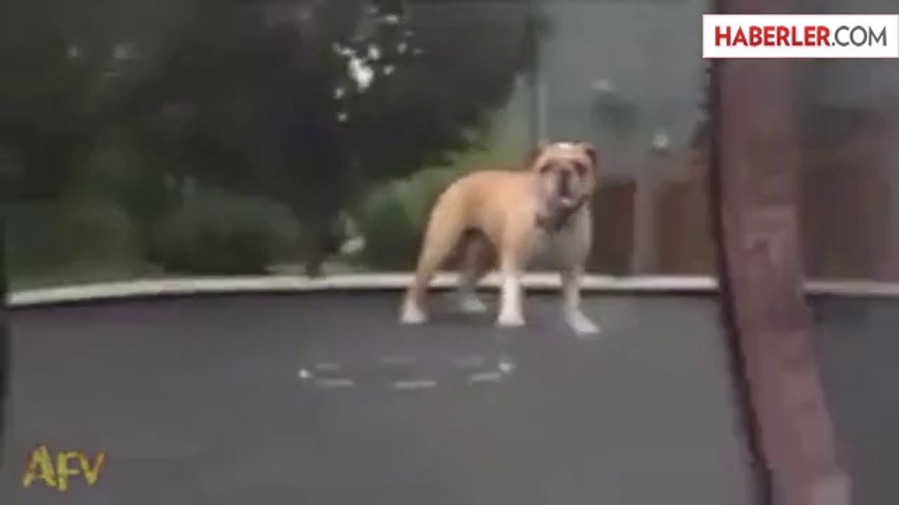 Köpeğin Trambolin Keyfi