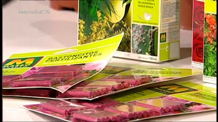 TV3 - Els Matins - Les plantes que estimen la terra àcida