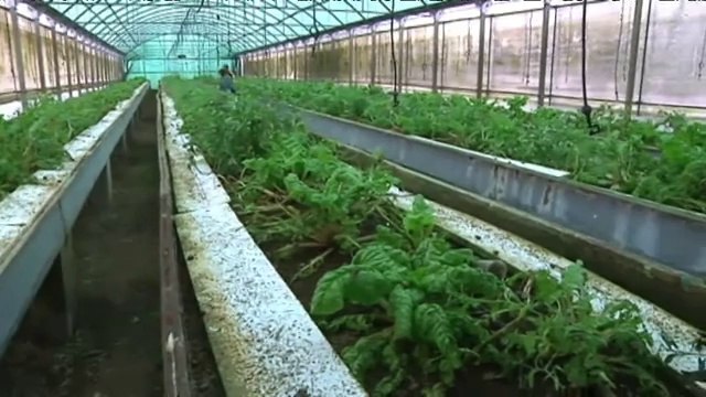 TV3 - Telenotícies comarques - La cria de cargols en una granja