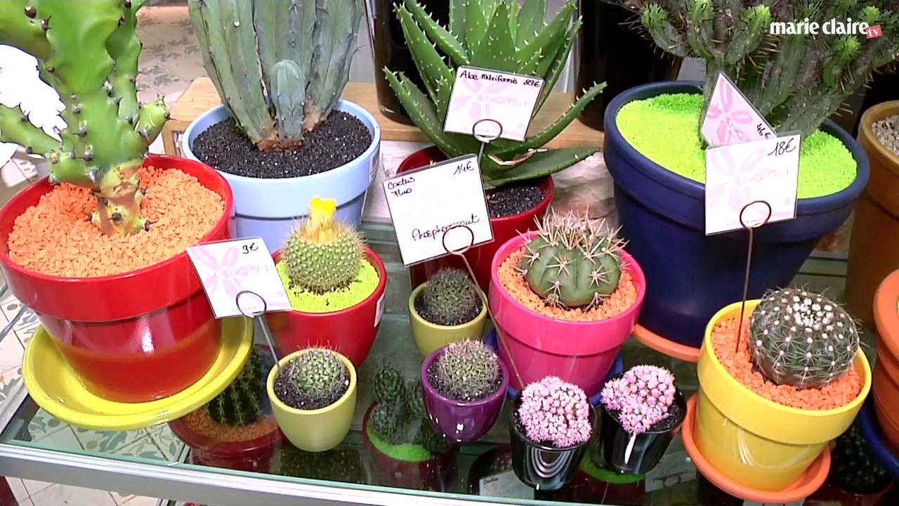 Quelles fleurs choisir pour quelles occasions ?