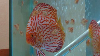 Pigeon Checkerboard Discus and Fry