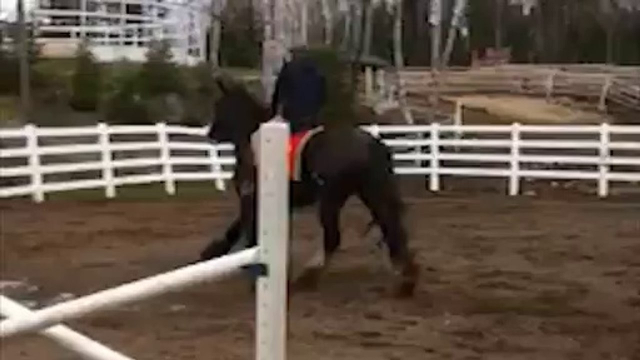 Beannaithe, gypsy vanner 9 ans, 17m2, adorable, douce, pour debutants et plus