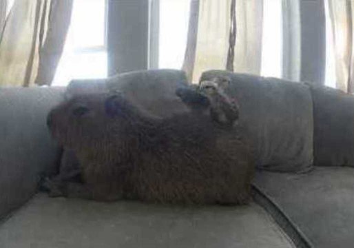 JoeJoe the Capybara Is a Real Chick Magnet