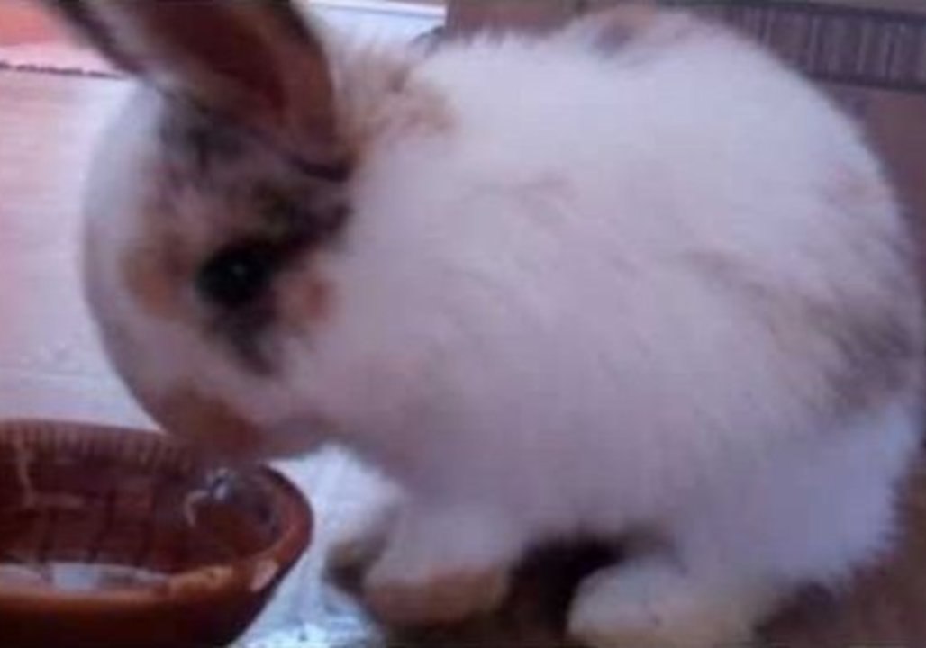 Adorable Bunny Rabbit Uses Water Bowl as Temporary Bathtub