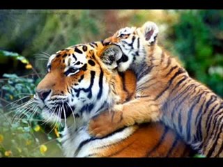 The Life Cycle Of A Tiger.wmv_(360p)_1