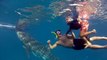 Nager avec des requins baleine aux Philippines