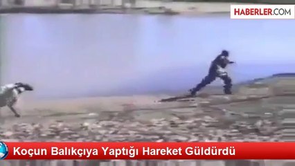 Koçun Balıkçıya Yaptığı Hareket Güldürdü