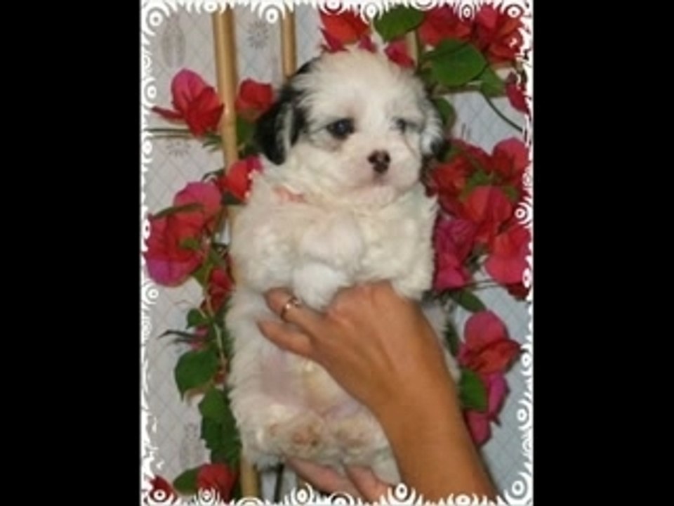 Les Cotons de la Toutouteam