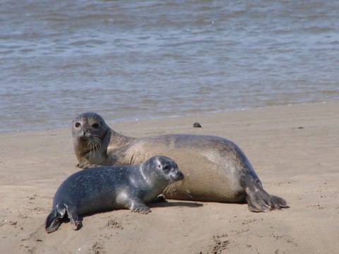 Les phoques de la Baie des Veys
