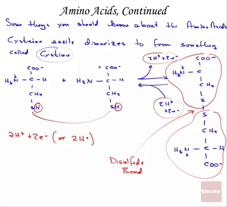 Amino Acids, Continued part 5